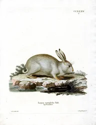 Fjellhare (farget gravering)