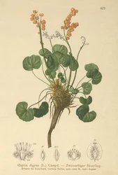 Fjellsyre (Oxyria digyna)