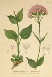 Fjellvalerian (Valeriana montana)
