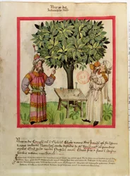 Ms.Lat.9333 fol.11 Harvesting Muskat, fra Tacuinum Sanitatis