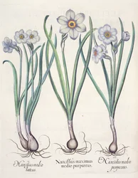 Narcissus: 1. Narcissus den største blant de lilla; 2. Narcissus i midten; 3. Narcissus purpureus, fra Hortus Eystettensis av Basil Besler (1561-1629), pub. 1613