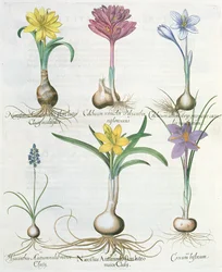 Narcissi, krokus og hyasint: 1. Narcissus autumnalis; 2.Hyacinthus autumnalis; 3. Crocum biflorum; 4.Colchium album; 5. Colchium versicolor; 6. Narcissus autumnalis, fra Hortus Eystettensis av Ba
