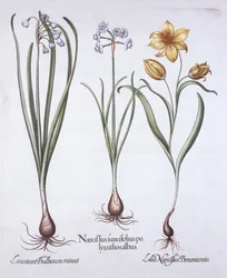 Narcissus, Tulip and Summer Snowflake, fra Hortus Eystettensis, av Basil Besler (1561-1629), pub. 1613 (håndfarget gravering)