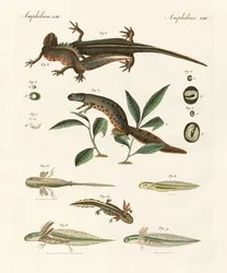 Naturhistorie av sjøsalamander (farget gravering)