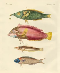 Nyoppdaget fisk (farget gravering)