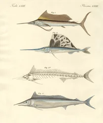 Ny makrelllignende fisk (farget gravering)