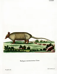 Ni-båndet beltedyr (farget gravering)