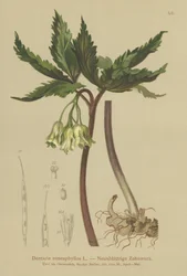 Ni-bladet korallurt (Dentaria enneaphyllos)