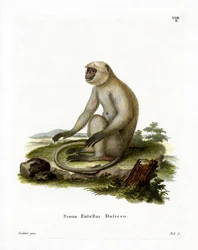 Northern Plains Grey Langur (farget gravering)