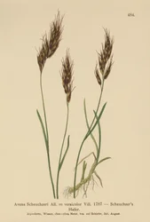 Havregress (Avena Scheuchzeri, Avena versicolor, Avena alpina)