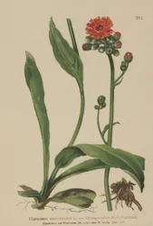 Appelsin høkrut (Hieracium aurantiacum, Hieracium brunneocroceum, Pilosella aurantiaca)