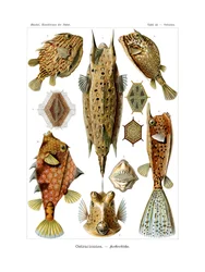 Ostracyontes, 1899-1904