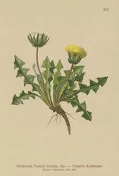 Pacheris Løvetann (Taraxacum Pacheri)