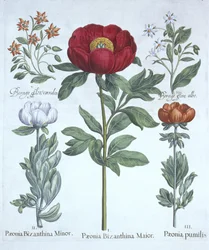 Paeonies and Borage, fra Hortus Eystettensis, av Basil Besler (1561-1629), pub. 1613 (håndfarget gravering)