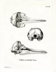 Pantropisk flekket delfinskalle (farget gravering)