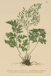 Persillebregne (Allosurus crispus, Cryptogramma crispa, Osmunda crispa, Allosorus crispus)