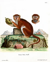 Patas Monkey (farget gravering)