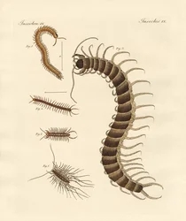 Spesielle insekter