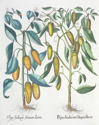 Paprika: 1. Piper indisk gul 2. Piper Indicum aureum latum, fra Hortus Eystettensis av Basil Besler (1561-1629), pub. 1613