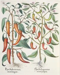 Paprika: 1. Piper Indicum longum; 2. Piper Indicum minus recurvis filiquis, fra Hortus Eystettensis av Basil Besler (1561-1629), pub. 1613