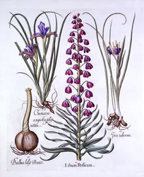 Persisk lilje og iris, fra Hortus Eystettensis, av Basil Besler (1561-1629), pub. 1613 (håndfarget gravering)