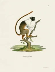 Pied Tamarin (farget gravering)