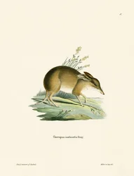 Pig-footed Bandicoot (farget gravering)