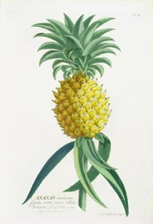 Ananas gravert av Johann Jakob Haid (1704-67)