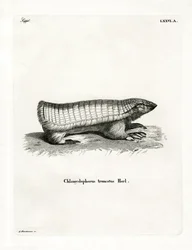 Pink Fairy Armadillo (farget gravering)