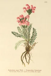Rosa lusseurt (Pedicularis rosea)