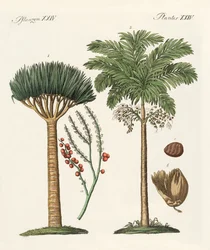 Planter fra varme land