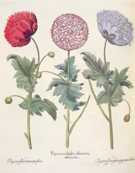 Valmuer: 1. Valmue er et kompleks av valmuer med rød skinn; 2. Valmue, full av miniato-blomst; 3. Papirblomst full av farger, fra Hortus Eystettensis av Basil Besler (1561-1629), pub. 1613