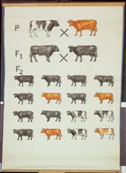Plakat som demonstrerer Mendels Law in Cattle