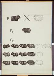 Plakat som demonstrerer Mendels Law in Guinea Pigs