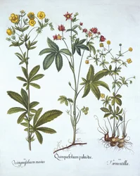 Potentillas, fra Hortus Eystettensis, av Basil Besler (1561-1629), pub. 1613 (håndfarget gravering)