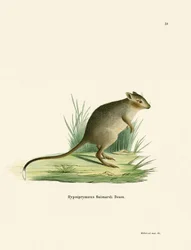 Potoroo (farget gravering)