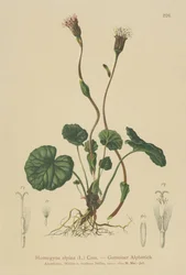 Lilla følfot (Homogyne alpina)