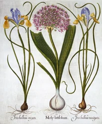 Purple Sensation, and Spanish Irises, fra Hortus Eystettensis, av Basil Besler (1561-1629), pub. 1613 (håndfarget gravering)