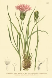 Lilla hoggormgress (Scorzonera rosea, Scorzonera purpurea subsp. rosea)