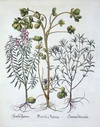 Purslane, Summer Savory og Winter Savory, fra Hortus Eystettensis, av Basil Besler (1561-1629), pub. 1613 (håndfarget gravering)