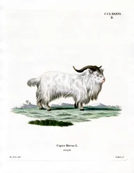 Pygmy Geit (farget gravering)