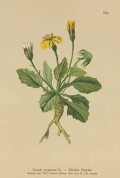 Pygmy Hawks-skjegg (Crepis pygmaea, Hieracium pumilum)