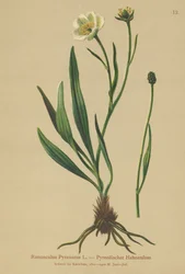 Pyreneisk kråkefot (Ranunculus Pyrenaeus)