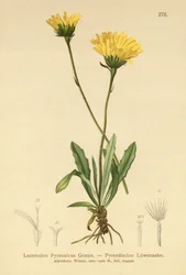 Pyreneisk hakkbit (Leontodon Pyrenaicum, Leontodon Pyrenaicus, )