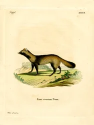 Raccoon Dog (farget gravering)
