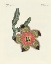 Sjeldne afrikanske planter (farget gravering)