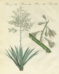 Sjeldne utenlandske planter (farget gravering)