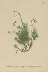 Rekurvet sandurt (Alsine recurva, Minuartia recurva)