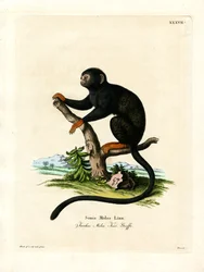 Red-handed Tamarin (farget gravering)