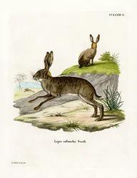 Rødhalset skrubbhare (farget gravering)